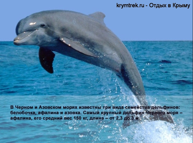 В Черном и Азовском морях известны три вида семейства дельфинов: белобочка, афалина и азовка. Самый крупный дельфин Черного моря – афалина, его средний вес 150 кг, длина – от 2,3 до 3 м.