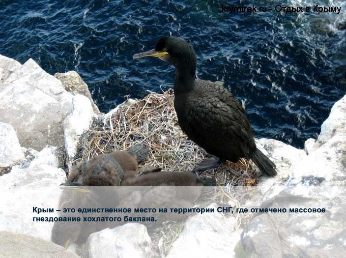 Крым – это единственное место на территории СНГ, где отмечено массовое гнездование хохлатого баклана.