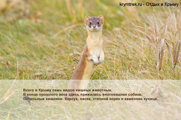 Всего в Крыму семь видов хищных животных. В конце прошлого века здесь прижилась енотовидная собака. Остальные хищники: барсук, ласка, степной хорек и каменная куница.