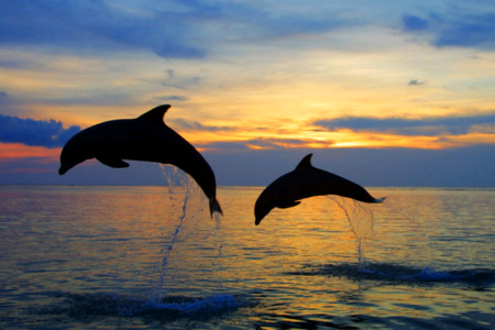 Такой удивительный черноморский дельфин