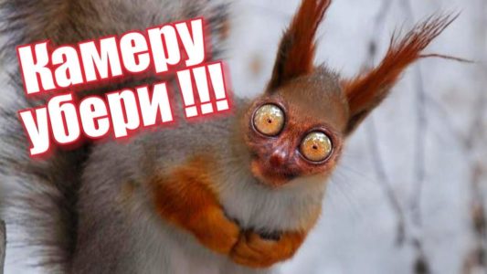 ПОПРОБУЙ НЕ ЗАСМЕЯТЬСЯ!! СВЕЖИЙ ПРИКОЛ! Смешное видео! Крым. FUNNY ANIMALS Try not to LAUGH